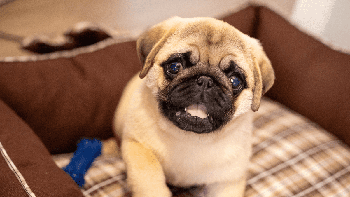 Pug