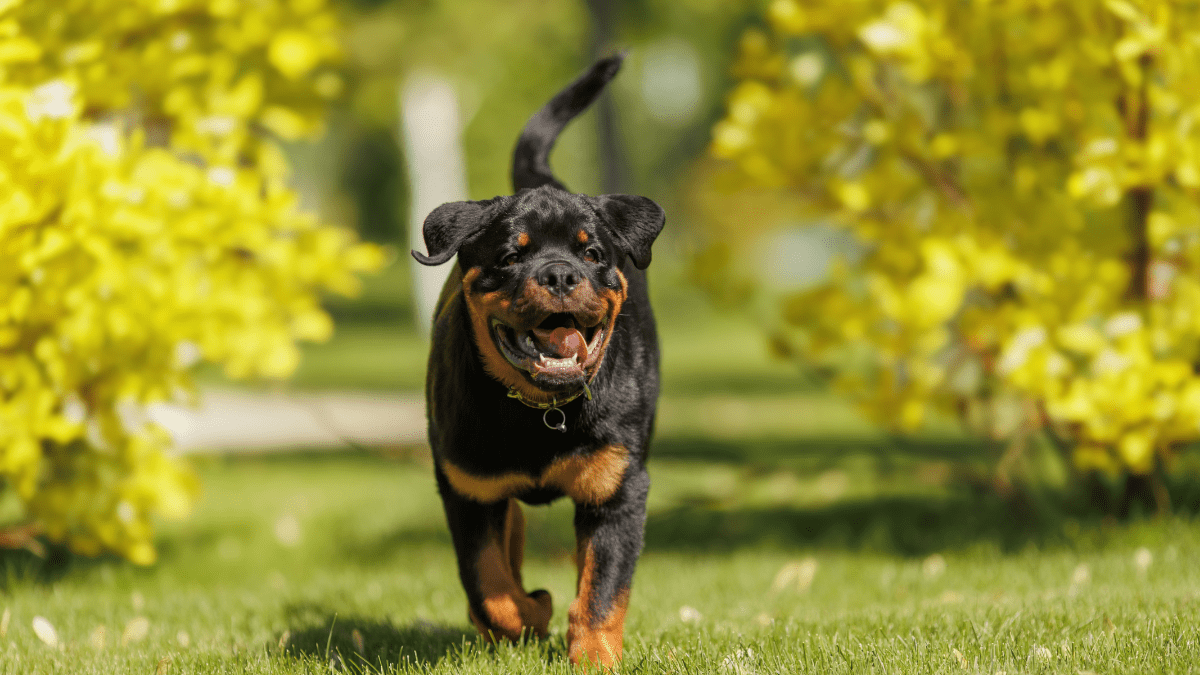 Rottweiler