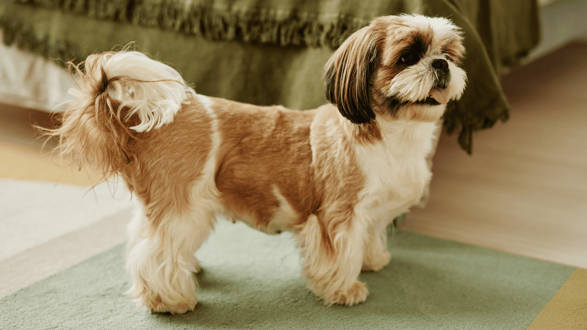 Shih Tzu