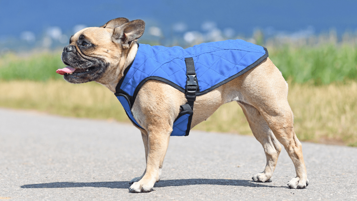 Sun and Weather Gear