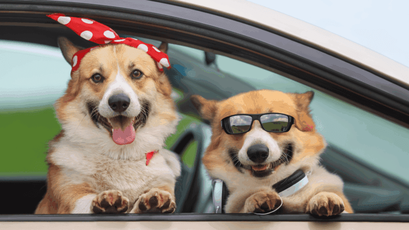 The 10 Dog-Loving Cities in the U.S. Perfect for Dog Lovers