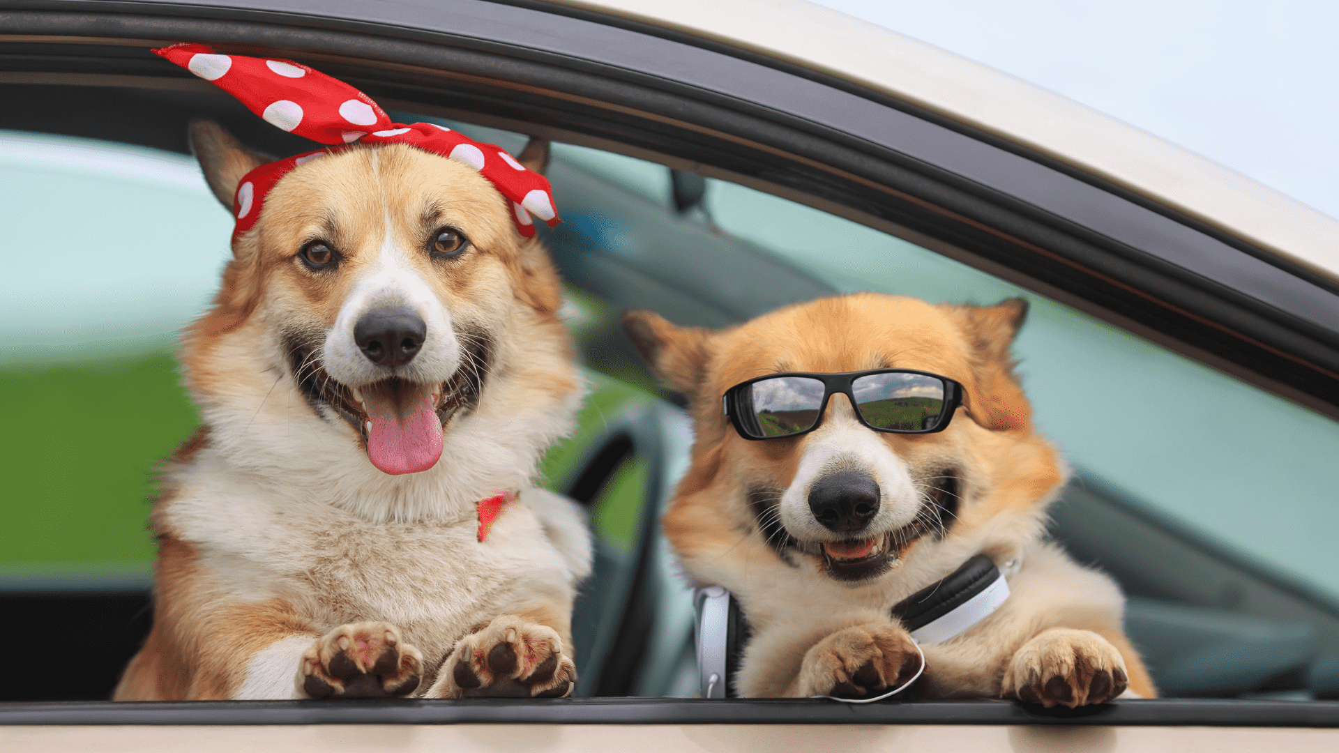 The 10 Dog-Loving Cities in the U.S. Perfect for Dog Lovers