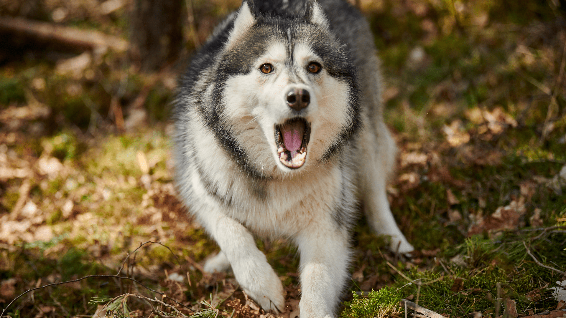 The 10 'Healthy' Dog Routines That Are Actually Harmful