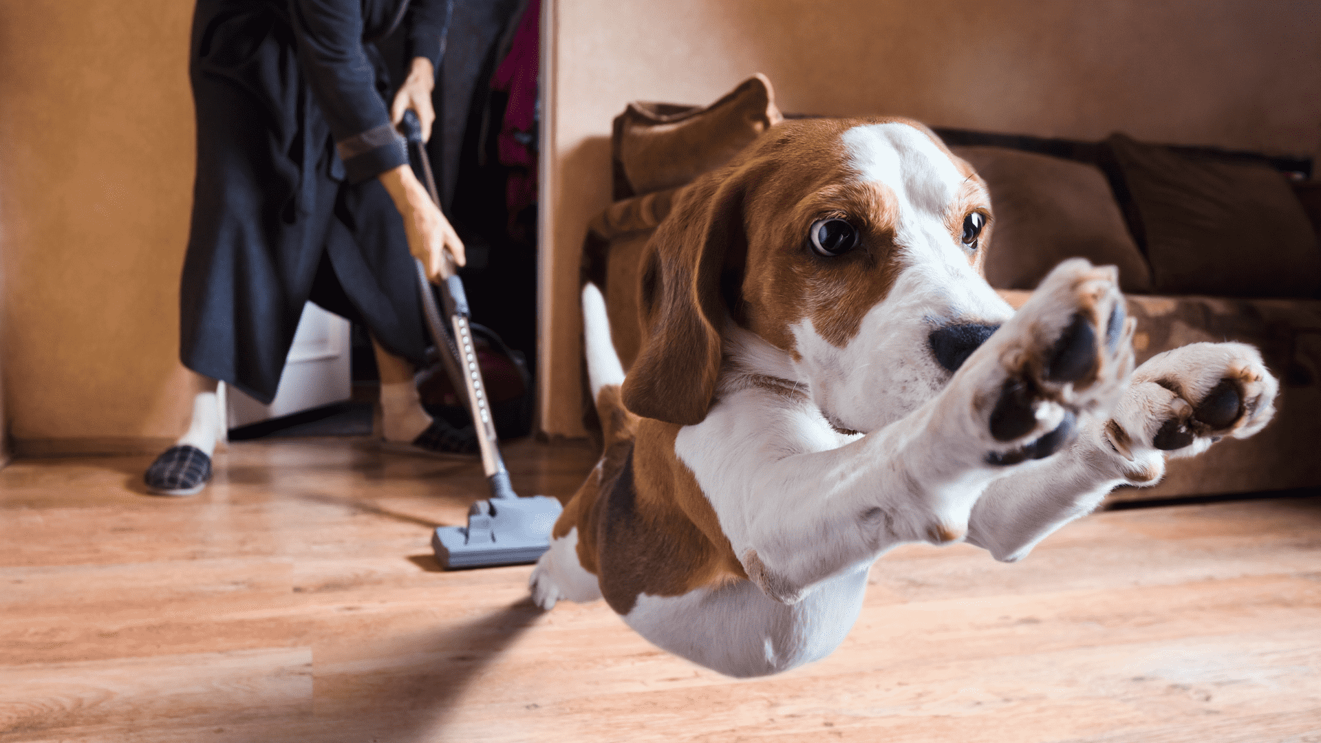 The 10 Hidden Household Dangers That Could Harm Your Dog