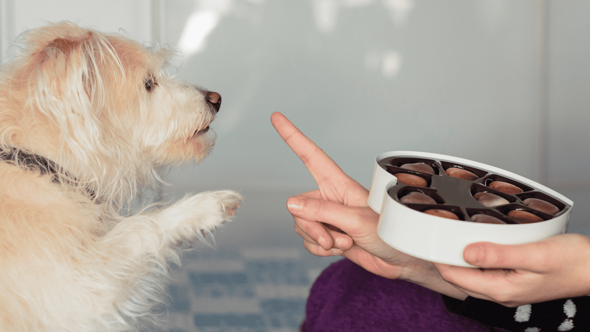 The 10 Kitchen Staples That Are Actually Death Traps for Dogs
