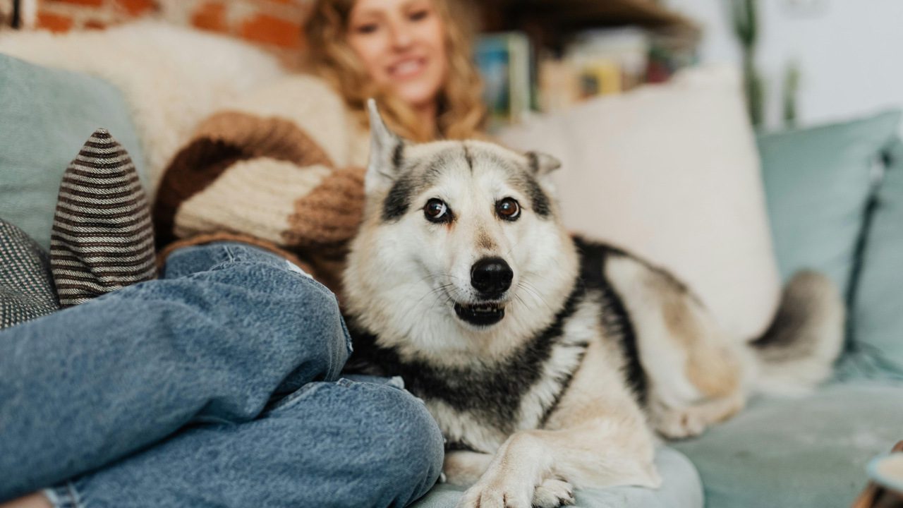 The 10 Red Flags You're Raising a Spoiled Dog