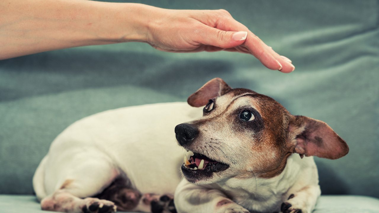 The 10 Signs Your Dog Might Be in Pain