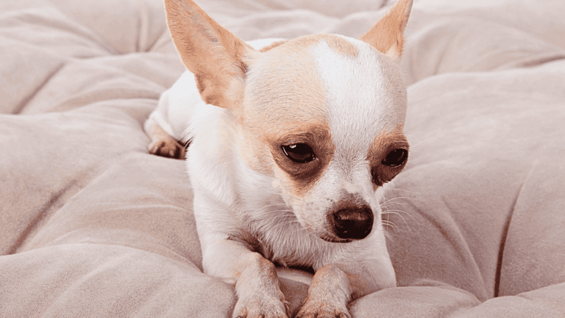 The 12 Things Your Dog Wants You to Stop Doing