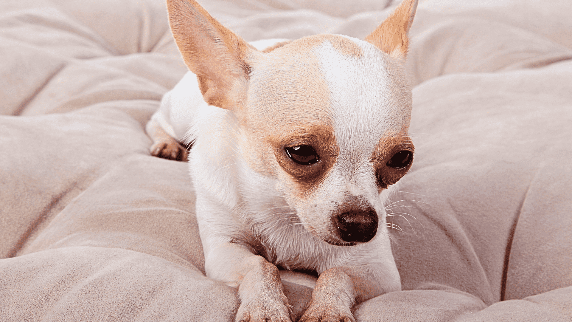 The 12 Things Your Dog Wants You to Stop Doing