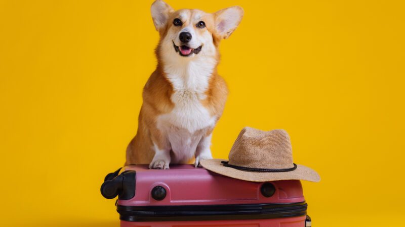The 12 Essentials to Pack for Your Dog on a Road Trip