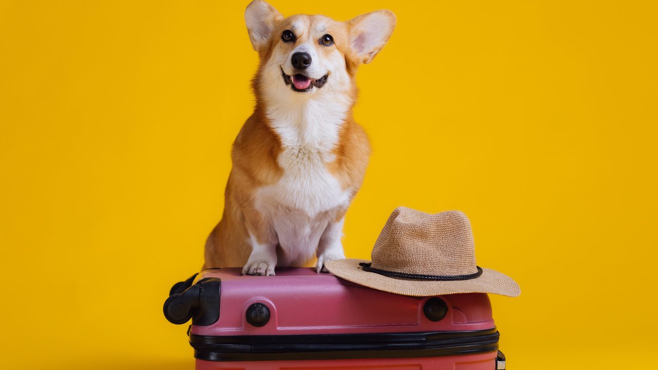 The 12 Essentials to Pack for Your Dog on a Road Trip
