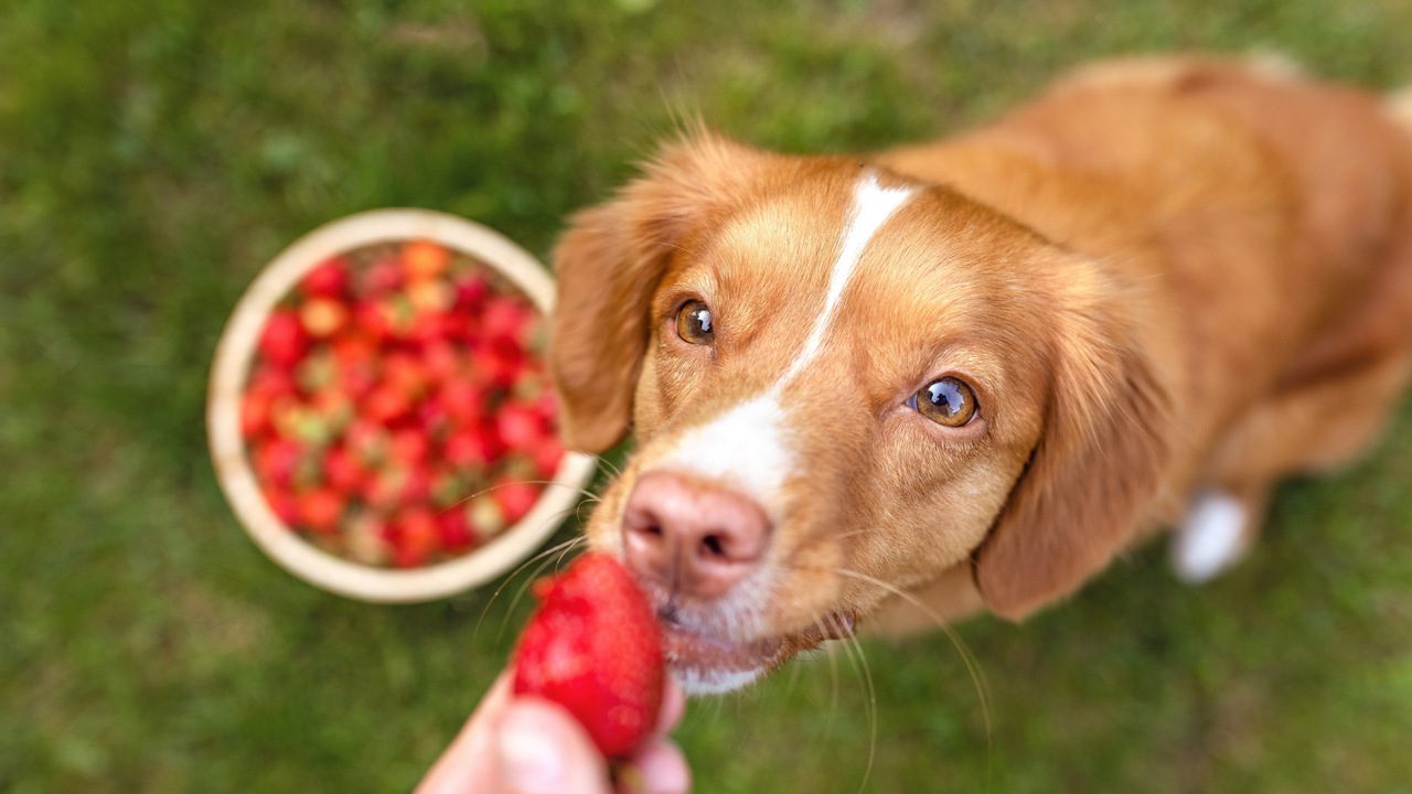 The 15 Foods That Are Surprisingly Safe for Dogs