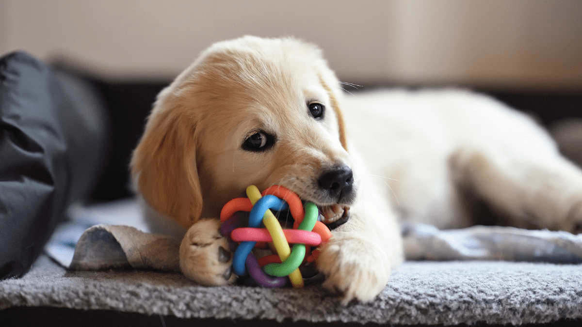 Toys and Chews