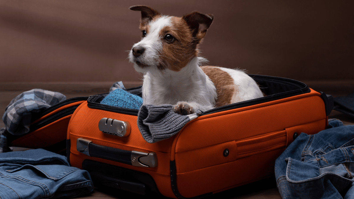 Travel Bag