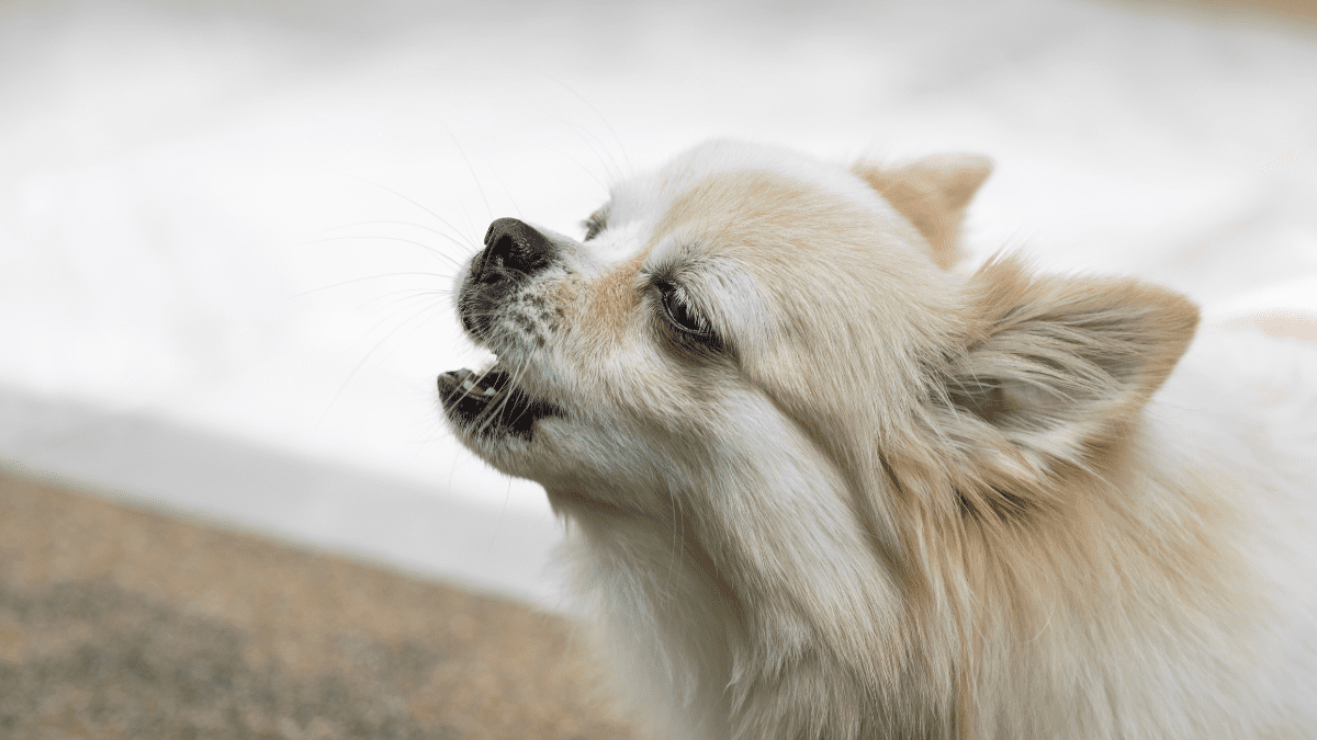 Unusual Vocalizations