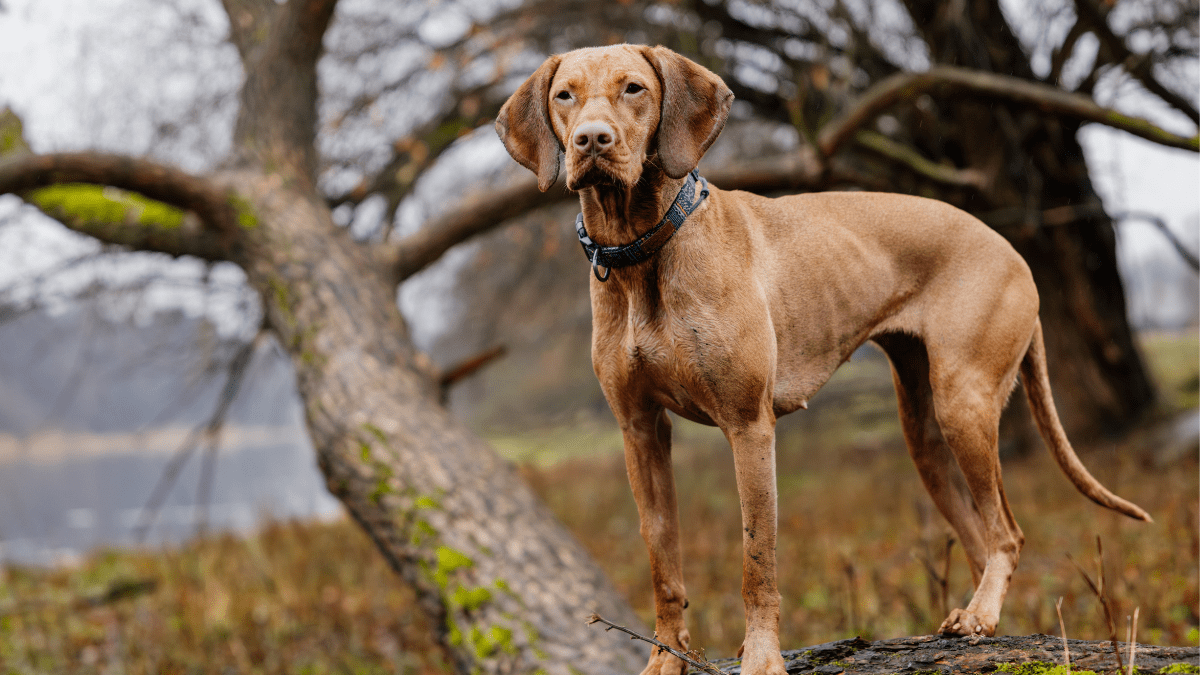 Vizsla