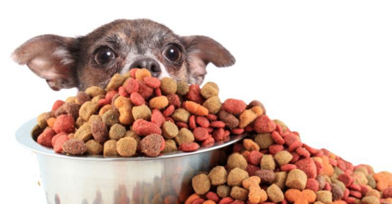 10 Dog Foods Vets Actually Recommend for Healthy Skin and Shiny Coats