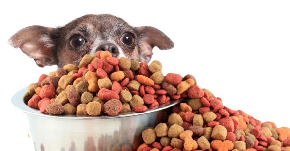 10 Dog Foods Vets Actually Recommend for Healthy Skin and Shiny Coats