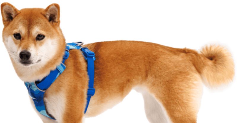 10 Dog Harnesses Pet Owners Prefer Over Traditional Collars