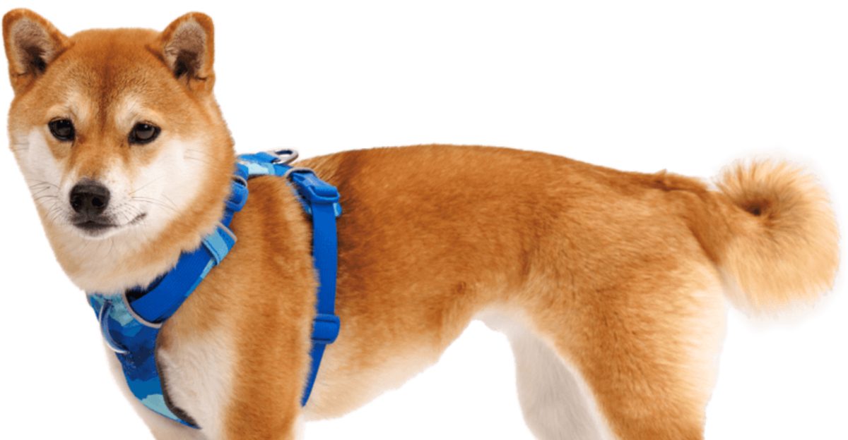 10 Dog Harnesses Pet Owners Prefer Over Traditional Collars