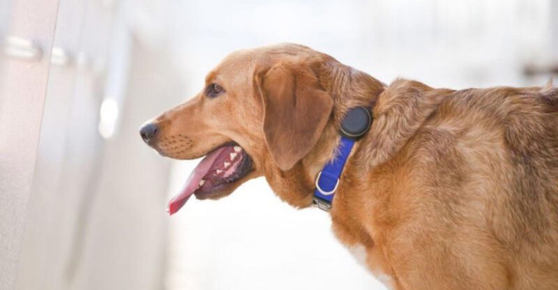 10 Dog Training Gadgets That Actually Work Tested by Owners