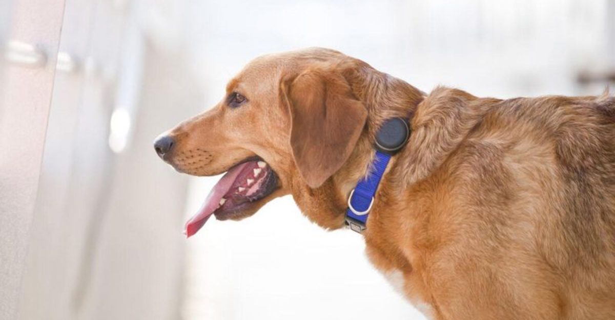 10 Dog Training Gadgets That Actually Work Tested by Owners