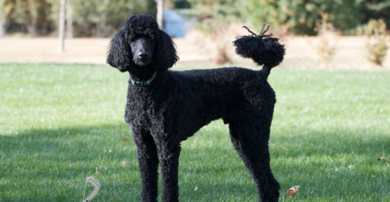 10 Most Popular Dog Breeds in the United States dog news