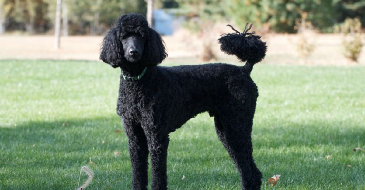 10 Most Popular Dog Breeds in the United States