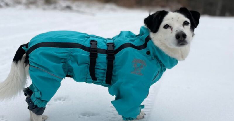 10 Waterproof Dog Jackets Perfect for Rainy Walks Snowy Days