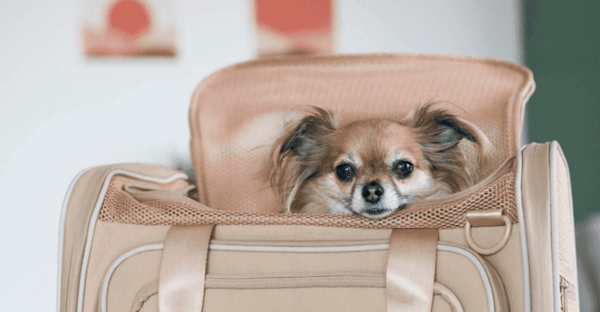 12 Best Travel Carriers for Dogs in the 5–15kg Range Airline Approved Vet Recommended