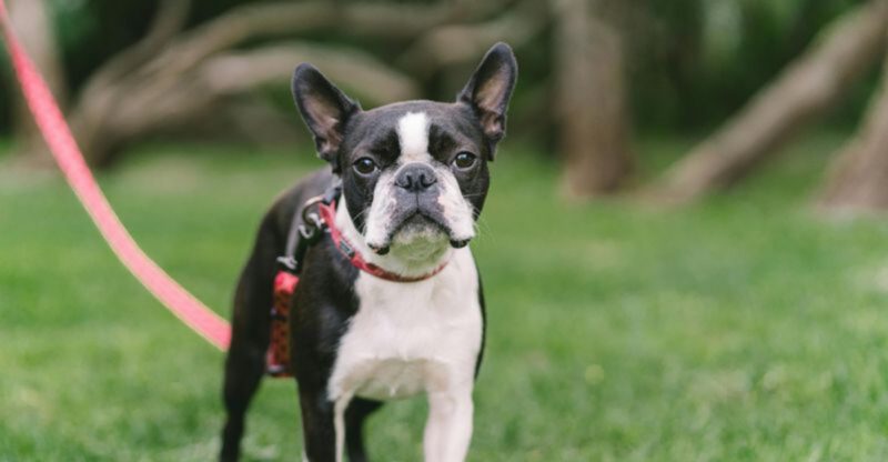 12 Dog Breeds That Stay Small Forever Perfect for Apartment Living