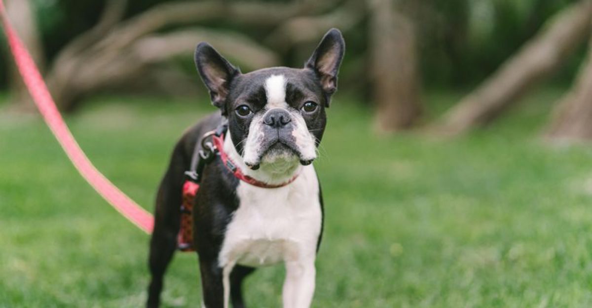 12 Dog Breeds That Stay Small Forever Perfect for Apartment Living