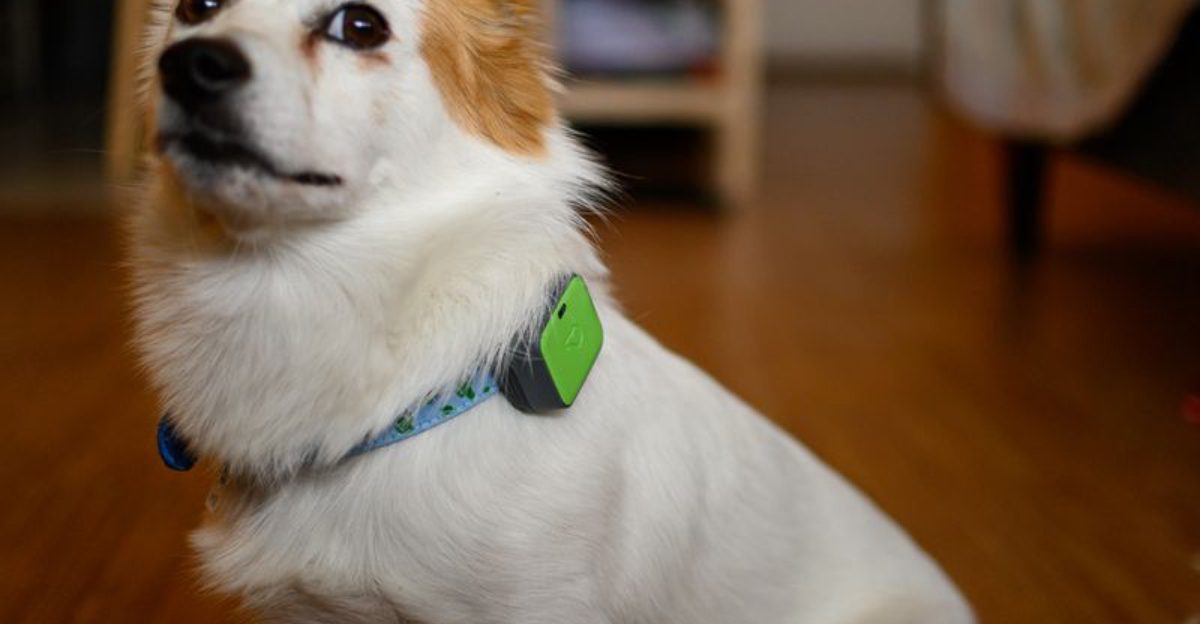 12 GPS Collars That Keep Your Dog Safe on Walks and Adventures