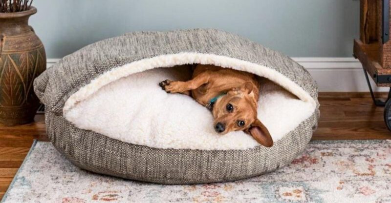 12 Most Comfortable Dog Beds Your Pup Will Actually Love Sleeping On