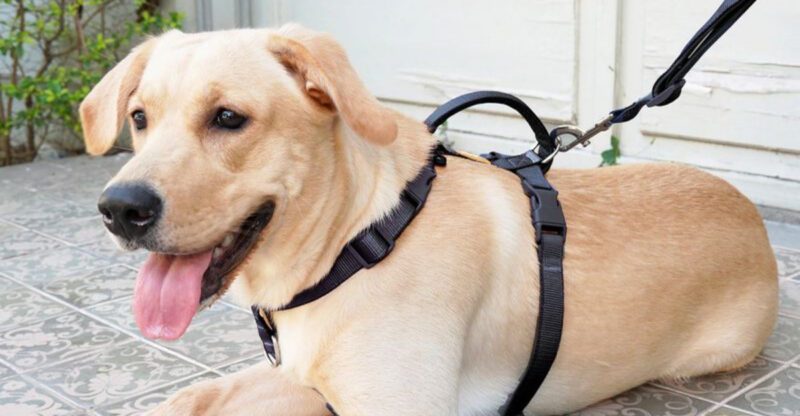 12 Multi Functional Leashes That Make Walks Easier for You and Your Dog