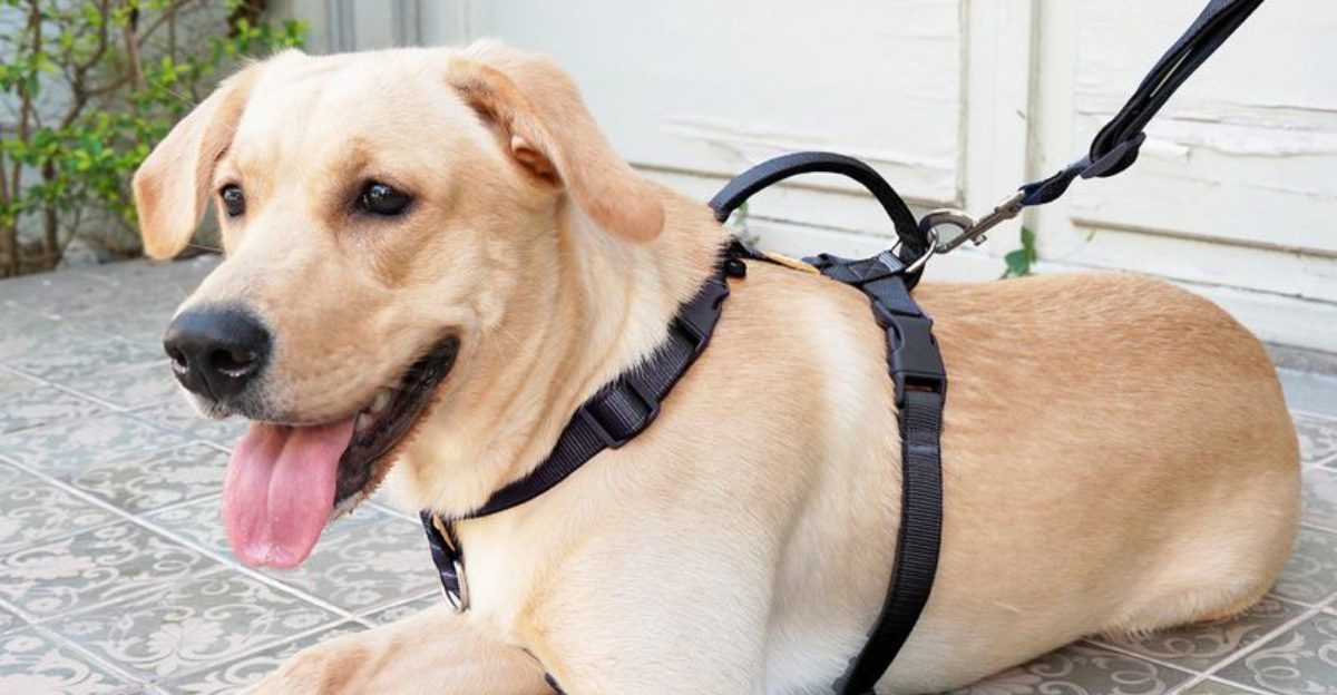 12 Multi Functional Leashes That Make Walks Easier for You and Your Dog