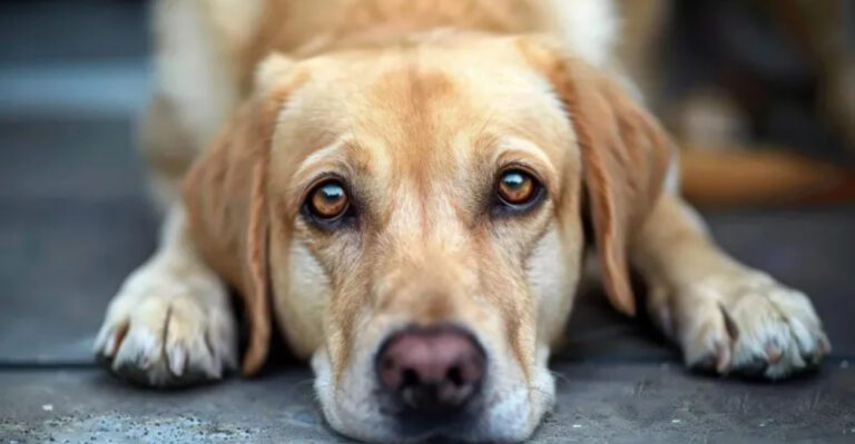 12 Possible Signs That Could Indicate Depression in Dogs dog news