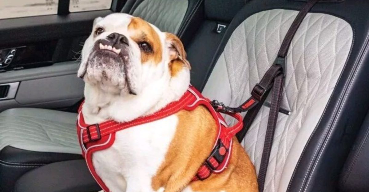13 Multi Purpose Dog Accessories Every Owner Should Pack for Trips