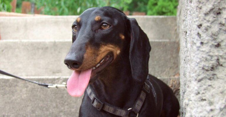 13 Things to Know Before Bringing Home a Mini Dachshund dog news