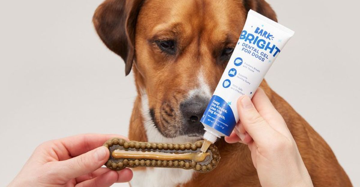 15 Best Grooming Tools for At Home Dog Care in 2025
