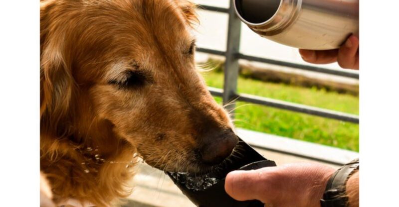 15 Best Portable Dog Water Bottles for Hikes Road Trips