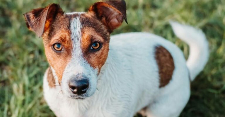 15 Dog Breeds That May Be Challenging for First Time Owners dog news