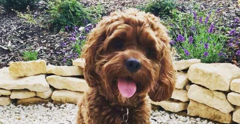 16 Popular Hybrid Dog Breeds That Win Hearts Everywhere dog news
