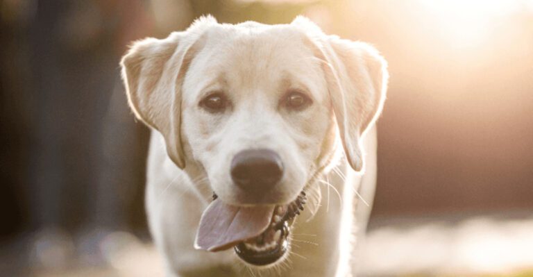 18 Dog Breeds Known for Their Loving and Loyal Nature dog news