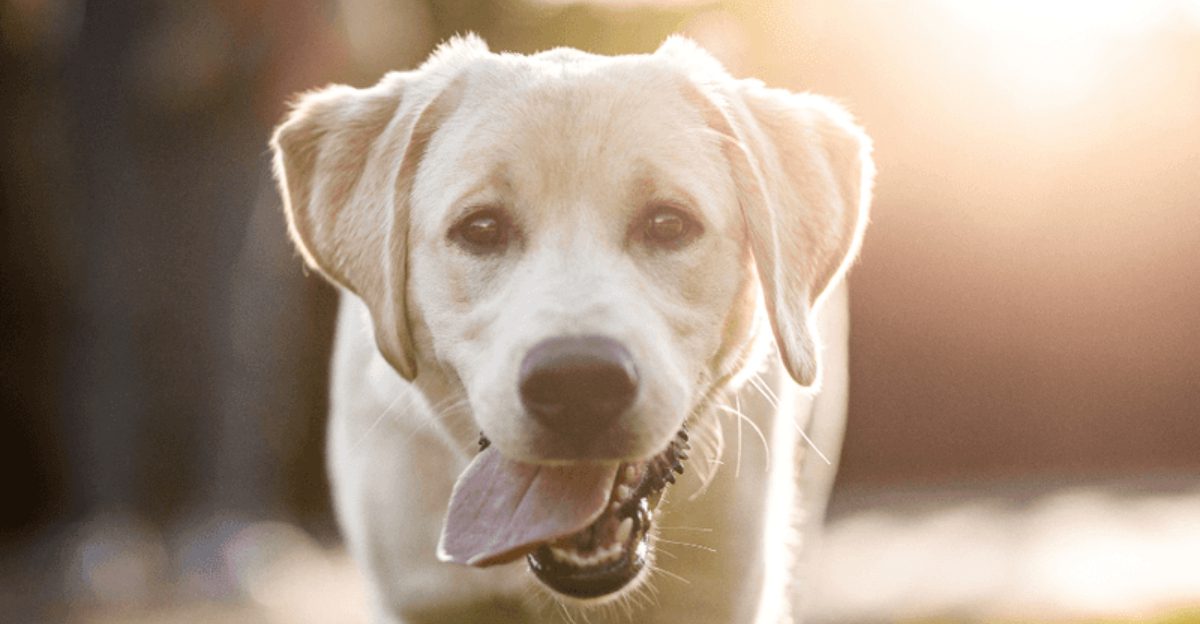 18 Dog Breeds Known for Their Loving and Loyal Nature