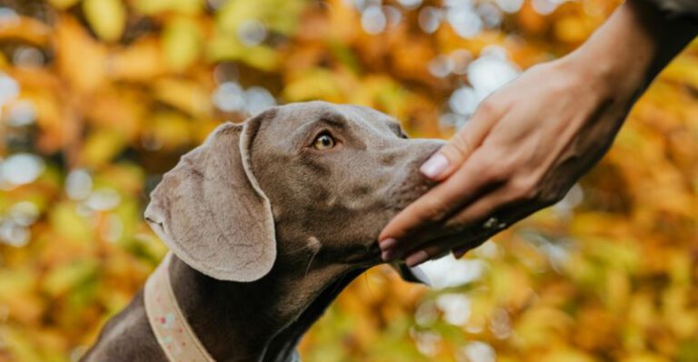 19 Dog Breeds Famous for Their Strong Senses dog news