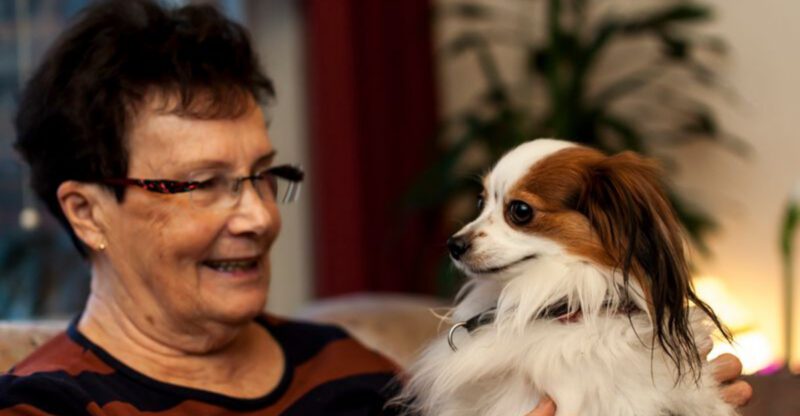 19 Gentle Dog Breeds Well Suited for Senior Companionship