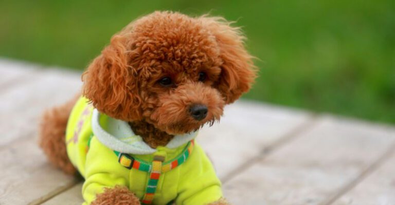19 Small Dog Breeds That Stay Compact Throughout Their Lives dog news