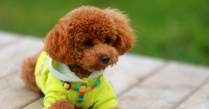 19 Small Dog Breeds That Stay Compact Throughout Their Lives