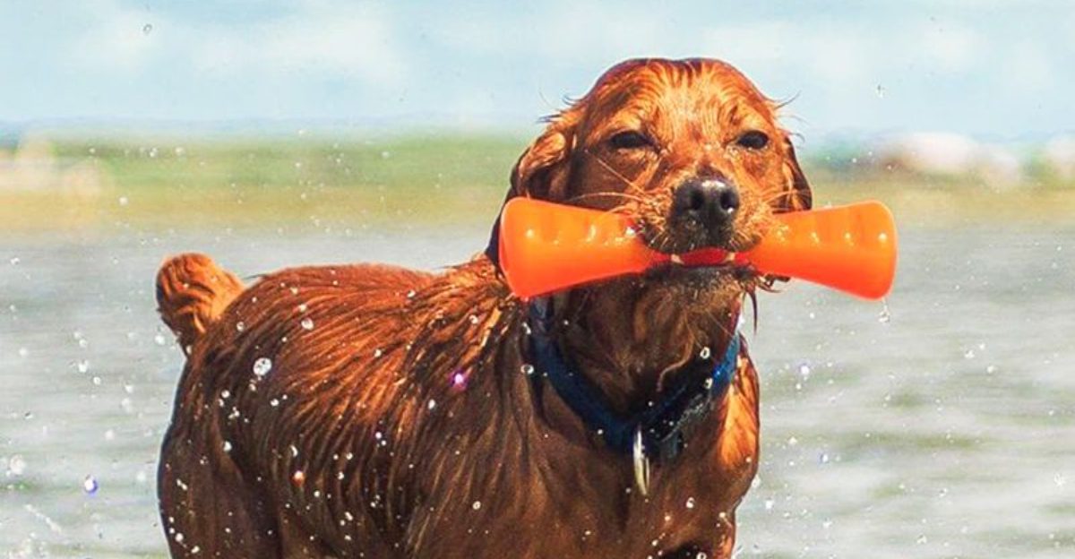 20 Chew Toys That Survive Even the Toughest Dogs